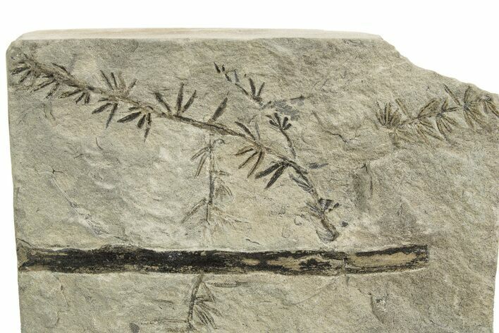 Carboniferous Fossil Horsetail (Annularia) Plate - France #338432